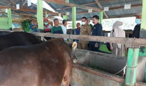 Pemerintah Mulai Lirik Ternak Sapi di Dampelas Pemerintah Mulai Lirik Ternak Sapi di Dampelas