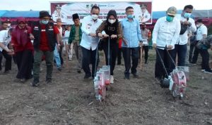 Wagub Tanam Jagung Perdana di Buol dan Tolitoli Program RMP