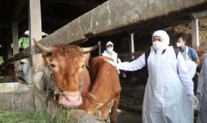 Kementerian Pertanian Pastikan Stok Hewan Kurban Aman Kementerian Pertanian Pastikan Stok Hewan Kurban Aman