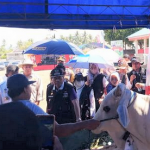 Dinas Peternakan Donggala Gelar Kontes Ternak