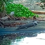 Viral Foto Penampakan Buaya di Labau Pantai Timur Selayar