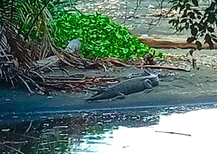 Viral Foto Penampakan Buaya di Labau Pantai Timur Selayar