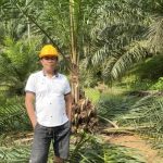 Pohon Sawit Jantan Harus Dimusnahkan, Petani Diimbau Fokus Tingkatkan Produktivitas