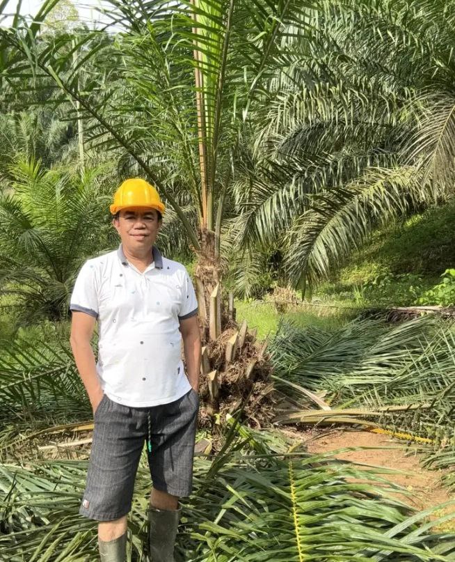 Pohon Sawit Jantan Harus Dimusnahkan, Petani Diimbau Fokus Tingkatkan Produktivitas Pohon Sawit Jantan Harus Dimusnahkan, Petani Diimbau Fokus Tingkatkan Produktivitas