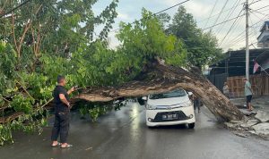 Pohon Trembesi Tumbang Timpa Mobil di Jalan Sisingamangaraja