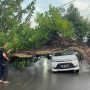 Pohon Trembesi Tumbang Timpa Mobil di Jalan Sisingamangaraja