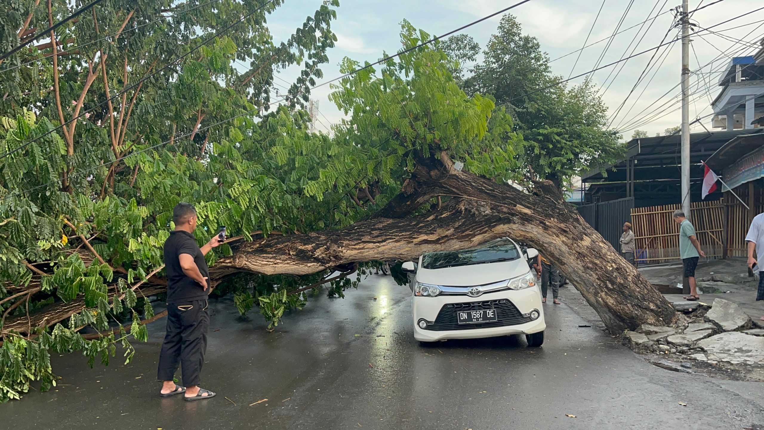 Pohon Trembesi Tumbang Timpa Mobil di Jalan Sisingamangaraja