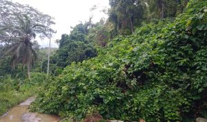 Akses Jalan Sintulu Terputus Akibat Cuaca Ekstrem, Warga Desak Pemerintah Donggala Bergerak Cepat