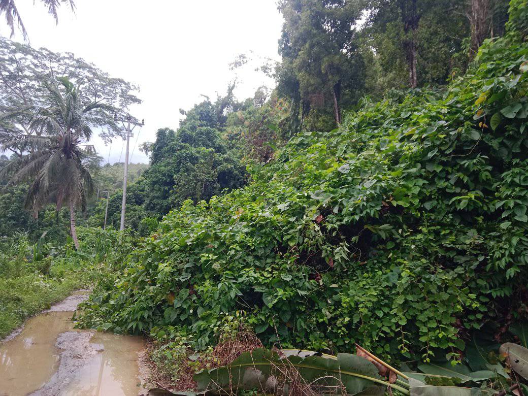 Akses Jalan Sintulu Terputus Akibat Cuaca Ekstrem, Warga Desak Pemerintah Donggala Bergerak Cepat