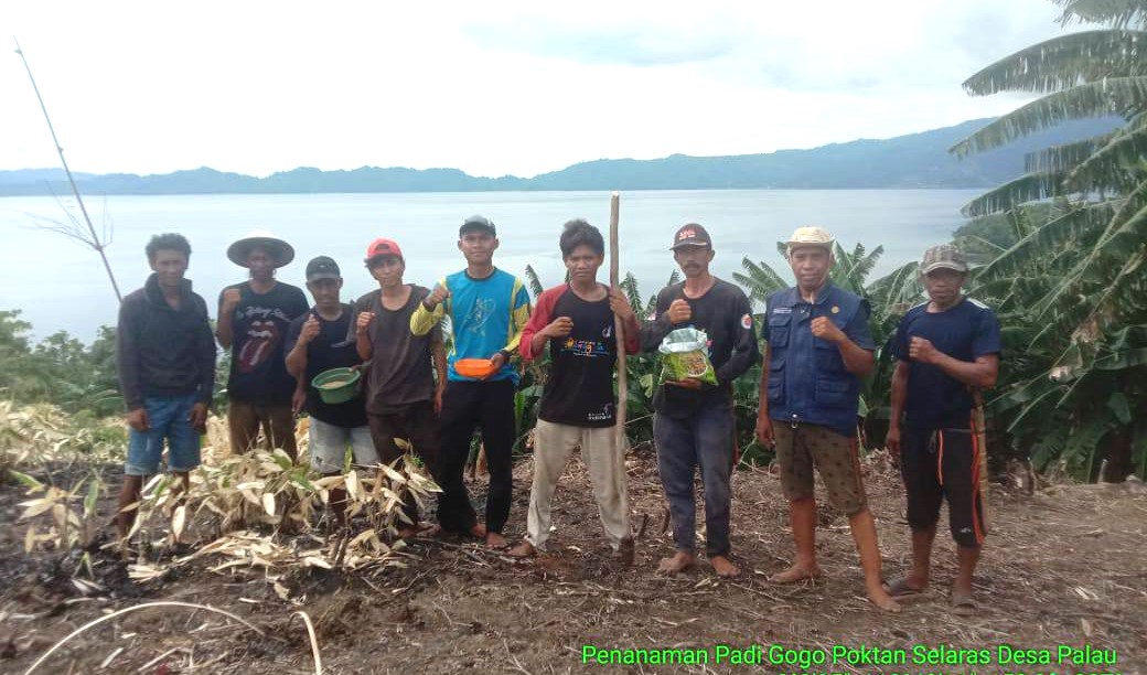 Pemerintah Desa Palau dan Kelompok Tani Mulai Tanam Bibit Padi Gogo