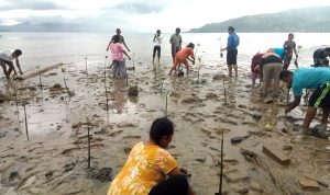 KMPB Pomolulu Gelar Aksi Tanam Mangrove: Wujud Kepedulian Warga Selamatkan Pesisir Desa