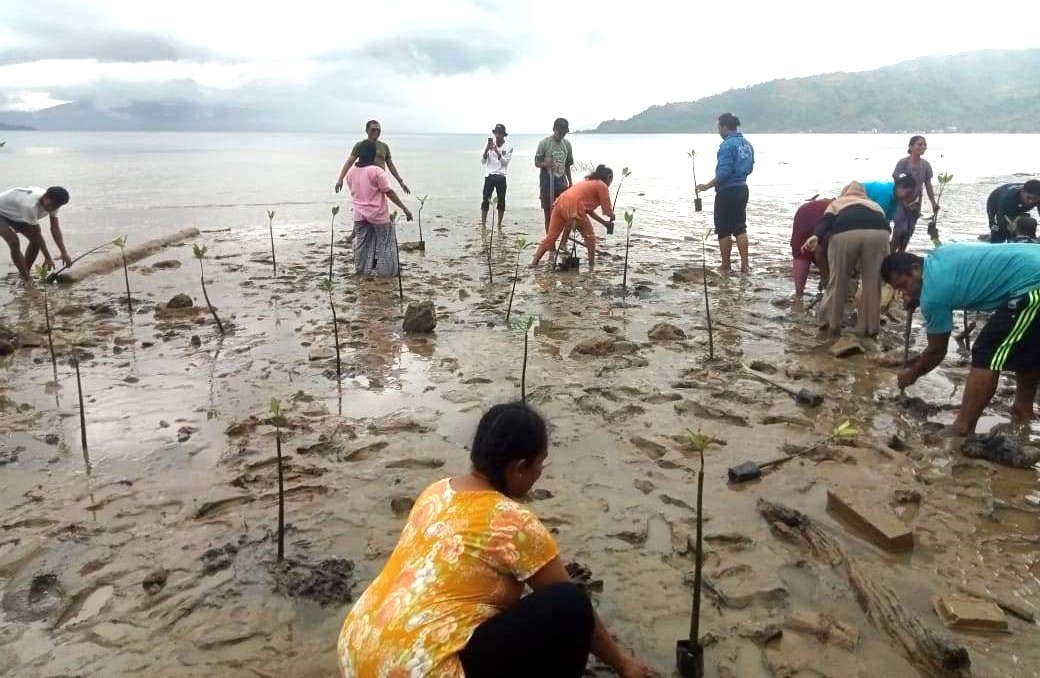 KMPB Pomolulu Gelar Aksi Tanam Mangrove: Wujud Kepedulian Warga Selamatkan Pesisir Desa