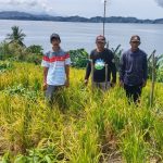 Padi Ladang di Pulau Teluk Enam, Temukan Kendala Jelang Panen