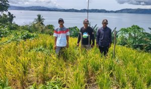 Padi Ladang di Pulau Teluk Enam, Temukan Kendala Jelang Panen