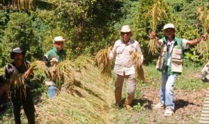 Desa Palau Panen Padi Ladang Capai 3,4 Ton per Hektar