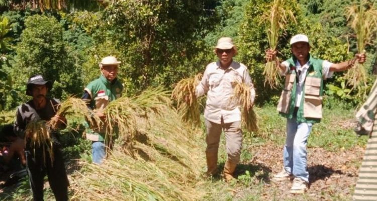 Desa Palau Panen Padi Ladang Capai 3,4 Ton per Hektar
