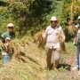 Desa Palau Panen Padi Ladang Capai 3,4 Ton per Hektar