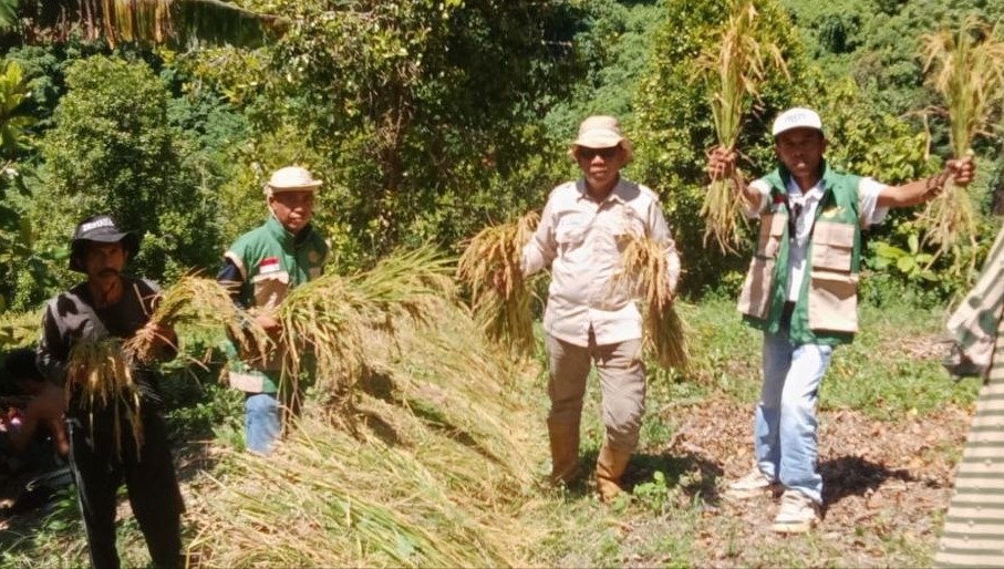 Desa Palau Panen Padi Ladang Capai 3,4 Ton per Hektar