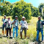 Desa Palau Panen Padi Ladang Capai 3,4 Ton per Hektar