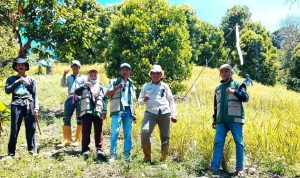 Desa Palau Panen Padi Ladang Capai 3,4 Ton per Hektar