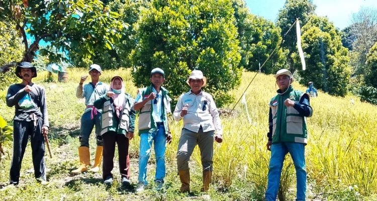 Desa Palau Panen Padi Ladang Capai 3,4 Ton per Hektar