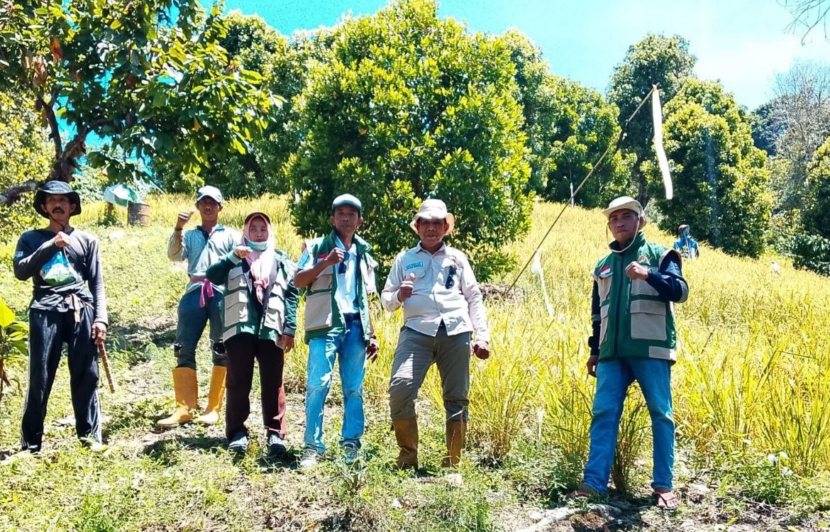 Desa Palau Panen Padi Ladang Capai 3,4 Ton per Hektar