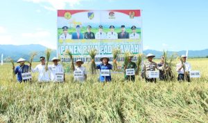 Petani Sojol Panen Raya, Pemkab Dorong BULOG Serap Gabah Tanpa Tengkulak