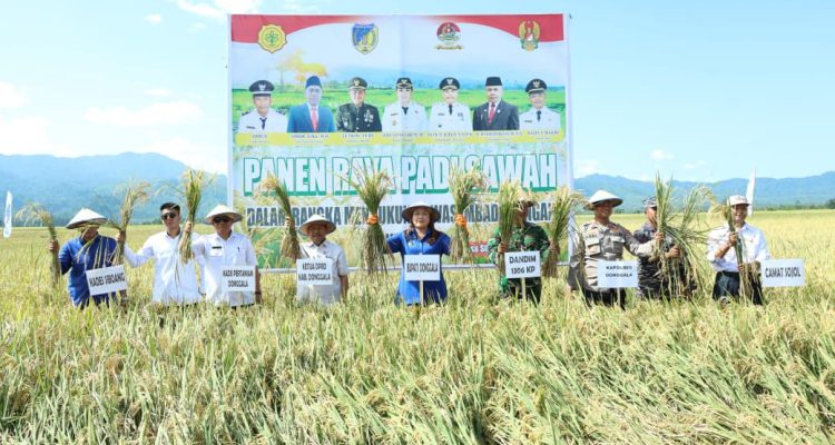 Petani Sojol Panen Raya, Pemkab Dorong BULOG Serap Gabah Tanpa Tengkulak