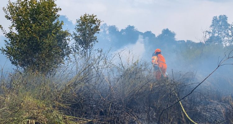 Karhutla Terjadi di Sejumlah Daerah, BNPB Minta Pemda Tingkatkan Kewaspadaan