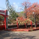 Jalan Eboni Terancam Kehilangan Jati Diri, Pohon Sejarah Donggala Satu per Satu Mengering