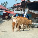 Sapi Berkeliaran di Pasar Malonda, Pedagang Resah: Perda Penertiban Ternak Dipertanyakan
