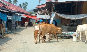 Sapi Berkeliaran di Pasar Malonda, Pedagang Resah: Perda Penertiban Ternak Dipertanyakan